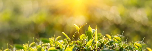 Banner Green Tea Tree Leaves Camellia Sinensis Organic Farm Sunlight — Fotografia de Stock