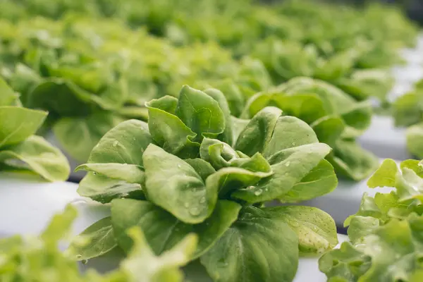 Salad farm vegetable green oak lettuce. Close up fresh organic hydroponic vegetable plantation produce green salad hydroponic cultivate farm. Green oak lettuce salad in green Organic plantation Farm