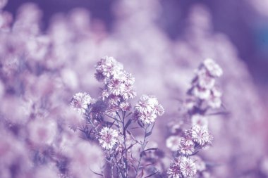 Purple Pastel flower floral soft nature blossom blurred background. Vintage retro romance plum botanical bloom spring season. Blurry Cherry blossom petals plant in beautiful garden. Backdrop template