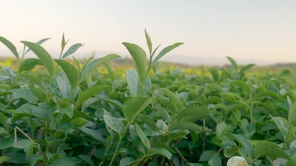 緑の茶葉畑夏の朝 農場で新鮮な若い柔らかい芽のハーブ 有機農場での日光緑茶植物椿のシノニシス 朝はお茶の木の緑の自然を閉じます — ストック動画