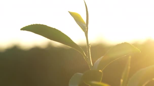 Zöld Teafa Levelek Mező Friss Fiatal Érzékeny Bimbó Gyógynövény Gazdaságban — Stock videók