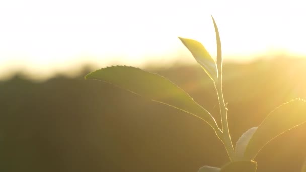 夏天的早晨 绿茶树在田里留下新鲜嫩嫩的草本植物 在有机农庄种植日光温室茶树山茶花 清晨关闭茶树绿叶 — 图库视频影像