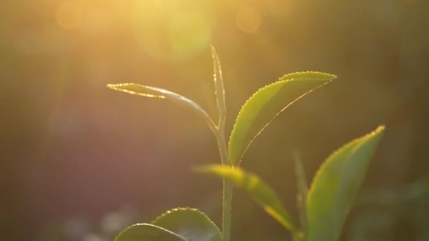 夏天的早晨 绿茶树在田里留下新鲜嫩嫩的草本植物 在有机农庄种植日光温室茶树山茶花 清晨关闭茶树绿叶 — 图库视频影像