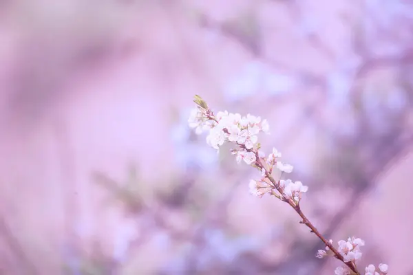 Purple Pastel flower floral soft nature blossom blurred background. Vintage retro romance plum botanical bloom spring season. Blurry Cherry blossom petals plant in beautiful garden. Backdrop template