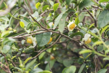 Yeşil çay ağacı bitkisel çiftlikte taze çiçek yaprakları. Sabah güneşinde ağaç çay tarlaları. Taze bitkisel doğal bahçe arazisi. Organik rahatlama içiyorum. Çiftlikte yeşil çay ağacı