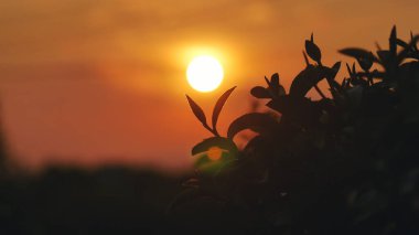 Yeşil çay ağacı organik tarım günışığında kamelya sinensis yaprakları bırakır. Yaz sabahı taze taze taze tomurcuk çiftliği. Güneş ışığı yeşil çay ağacı bitkisi. Ağaç çayını kapatın Sabah yeşil doğa