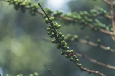 Yeşil tohumlu böğürtlen hasadı Arabika kahve bahçesini kapatın. Yeşil kahve çekirdeği tohumu ekimi taze çiğ kahve ağacı eko organik çiftliğinde yetişiyor. Taze kahve fasülyesi yeşil yaprak çalısı ekoloji böğürtlen