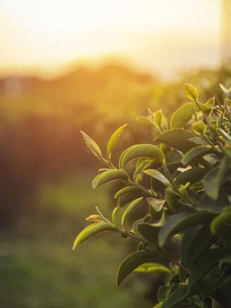 垂直緑の茶葉フィールド夏の朝に農場で新鮮な若い柔らかい芽のハーブ 有機農場での日光緑茶椿のシノニシス 垂直樹茶植物緑の自然農地 ストックフォト