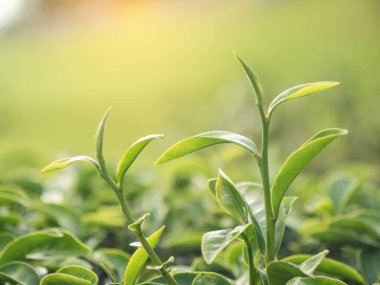 Yeşil çay ağacı tarlada taze taze tomurcuk bitkisel yeşil çay ağacı kamelya sinensis organik çiftliğinde. Taze Ağaç çay tarlalarını kapatın. Dağ yeşili doğa bitkisel bitki arka planında.