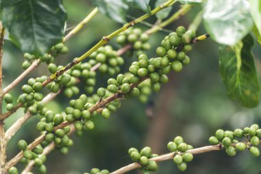 Yeşil kahve çekirdeği tohumu ekimi taze çiğ kahve ağacı eko organik çiftliğinde yetişiyor. Yeşil tohumlu böğürtlen hasadı Arabika kahve bahçesini kapatın. Taze kahve fasülyesi yeşil yaprak çalısı ekoloji böğürtlen
