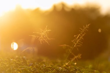 Yeşil çay ağacı organik tarım günışığında kamelya sinensis yaprakları bırakır. Yaz sabahı taze taze taze tomurcuk çiftliği. Güneş ışığı yeşil çay ağacı bitkisi. Ağaç çayını kapatın Sabah yeşil doğa