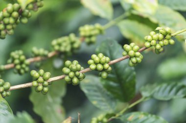 Yeşil tohumlu böğürtlen hasadı Arabika kahve bahçesini kapatın. Yeşil kahve çekirdeği tohumu ekimi taze çiğ kahve ağacı eko organik çiftliğinde yetişiyor. Taze kahve fasülyesi yeşil yaprak çalısı ekoloji böğürtlen