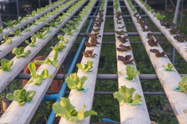 Salata çiftliği sebzesi, kırmızı meşe marulu. Taze organik hidroponik sebze tarlasını kapatın. Kırmızı yeşil salata hidroponik tarım çiftliği oluşturun. Yeşil organik tarım çiftliğinde kırmızı meşe salatası..