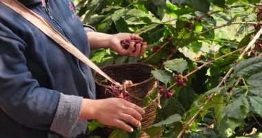 Coffee plant farm woman Hands harvest raw coffee beans. Ripe Red berries plant fresh seed coffee tree growth in green eco farm. Close up hands harvest red seed in basket robusta arabica plant farm. 