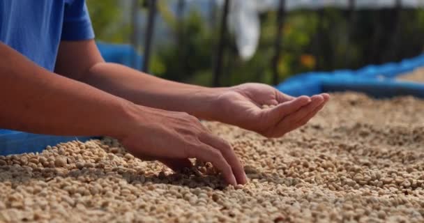 Close Hand Raw Coffee Beans Heap Dry Green Seed Farmer — Stock Video
