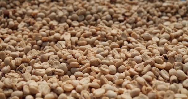 Çiğ Kahve Çekirdekleri Eko Çiftliğinde Kavrulmamış Kuru Yeşil Tohum Yığını — Stok video