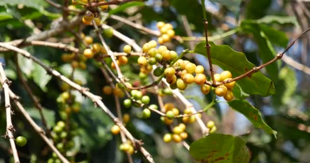 男の手は黄色のコーヒー豆熟した果実を収穫緑のエコ有機農場に新鮮な種子コーヒーの木を植えます 手を閉じて収穫黄色熟したコーヒー種子ロバストなアラビカベリー収穫コーヒー農場 — ストック動画