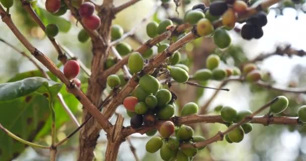Maduro Grão Café Vermelho Planta Baga Semente Fresca Crescimento Árvore — Vídeo de Stock