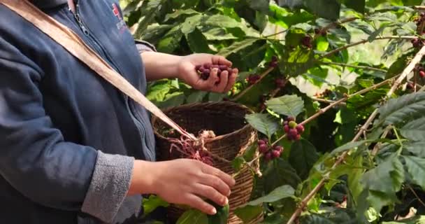 Coffee Plant Farm Woman Hands Harvest Raw Coffee Beans Ripe — Stockvideo