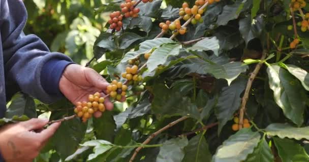 Mann Hände Ernten Gelbe Kaffeebohnen Reife Beeren Pflanzen Frischen Samen — Stockvideo