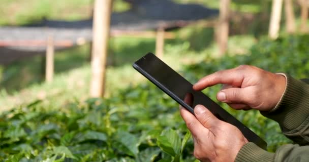 エコグリーンファームでスマートフォンを保有するスマート農家 持続可能な品質管理 ハンドコントロール植樹ツリーを閉じます 農民の手はエコバイオテクノロジーで新鮮な庭を栽培しました ファームランド技術 — ストック動画