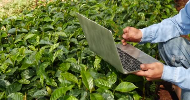 エコグリーンファームのラップトップを使用してスマート農家 持続可能な品質管理 ラップトップコンピュータの品質管理プラントツリーをタイピングする手を閉じます エコファームランドのバイオテクノロジーで技術を使用した農民の手 — ストック動画