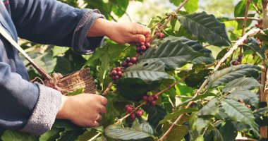 Coffee plant farm woman Hands harvest raw coffee beans. Ripe Red berries plant fresh seed coffee tree growth in green eco farm. Close up hands harvest red seed in basket robusta arabica plant farm.