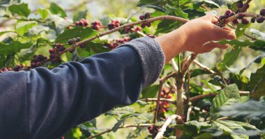 Kapalı eller Sepet Robusta Arabica bitki çiftliğinde kırmızı tohum hasat ediyor. Kahve eken kadın elleri çiğ kahve çekirdeği hasat ediyor. Olgun kırmızı böğürtlen tohum eker yeşil eko çiftliğinde taze kahve ağacı yetişir