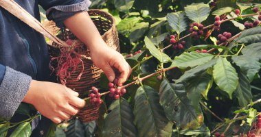 Kapalı eller Sepet Robusta Arabica bitki çiftliğinde kırmızı tohum hasat ediyor. Kahve eken kadın elleri çiğ kahve çekirdeği hasat ediyor. Olgun kırmızı böğürtlen tohum eker yeşil eko çiftliğinde taze kahve ağacı yetişir