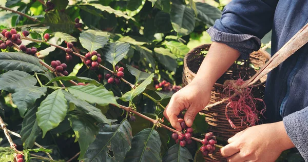 Close Hands Harvest Red Seed Basket Robusta Arabica Plant Farm — Stock Photo, Image