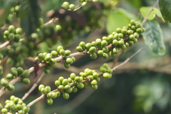 Green coffee bean berry plant with sunlight. Fresh raw seed coffee tree growth in eco organic farm morning time. Close up Green seed berries arabica coffee garden. Fresh coffee bean green leaf plant