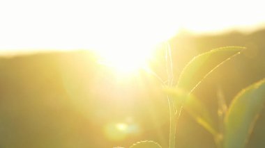 Yeşil çay ağacı yaprak tarlasında taze taze taze tomurcuk bitkisi yaz sabahı çiftlikte. Güneş ışığı yeşil çay ağacı organik çiftlikte kamelya sinensis bitkisi. Ağaç çayını kapatın Sabah yeşil doğa