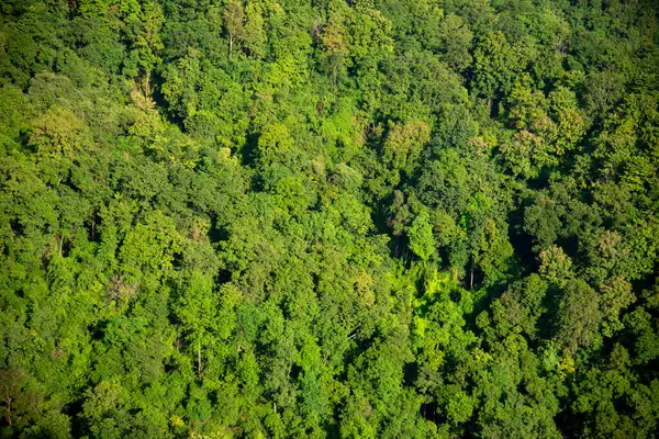 Aerial view forest green tree top view nature from above background landscape wild greenery copy space. Top view tropical rain forest ecology environment. Nature rainforest tropical evergreen jungle