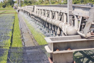 Yeşil tarım fıskiyeleri otomatik sulama makinesi Rice Field Green tarım ekosistemi Asya pirinç tarlası Tayland yeşil çiftliği. Tarım ekimi ekin, yeşil pirinç terasları ekin.