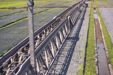 Yeşil tarım fıskiyeleri otomatik sulama makinesi Rice Field Green tarım ekosistemi Asya pirinç tarlası Tayland yeşil çiftliği. Tarım ekimi ekin, yeşil pirinç terasları ekin.