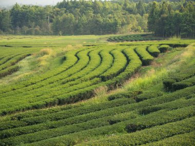 Yeşil çay ağacı tarlada taze taze tomurcuk bitkisel yeşil çay ağacı kamelya sinensis organik çiftliğinde. Taze Ağaç çay tarlalarını kapatın. Dağ yeşili doğa bitkisel bitki arka planında.