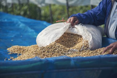 El 'i çiğ kahve çekirdeğiyle kapatın kuru yeşil tohum yığını. Çiftçinin elleri eko çiftliğinde kızarmamış tahıl seçti. Arap çiftliği kahve çekirdeği tarımı objeleri. Güneş kurutulmuş taze siyah kahve.