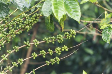 Taze çiğ kahve, yeşil yaprak, ekoloji, çilek. Yeşil kahve çekirdeği tohumu, taze çiğ kahve ağacı, eko-organik çiftlik. Yeşil tohumlu böğürtlen hasadı, Arabika kahve bahçesi.