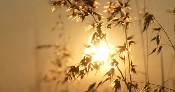 Grass field sunset Beautiful landscape with grasses meadow on sunlight. Countryside heaven amazing field scene grass meadow on sunbeam nature dawn. Sunset dawn landscape vibrant scenery horizontal