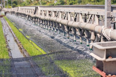 Yeşil tarım fıskiyeleri otomatik sulama makinesi Rice Field Green tarım ekosistemi Asya pirinç tarlası Tayland yeşil çiftliği. Tarım ekimi ekin, yeşil pirinç terasları ekin.