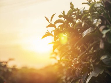 Yeşil çay ağacı yaprak tarlasında taze taze taze tomurcuk bitkisi yaz sabahı çiftlikte. Güneş ışığı yeşil çay ağacı organik çiftlikte kamelya sinensis bitkisi. Ağaç çayını kapatın Sabah yeşil doğa