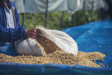 El 'i çiğ kahve çekirdeğiyle kapatın kuru yeşil tohum yığını. Çiftçinin elleri eko çiftliğinde kızarmamış tahıl seçti. Arap çiftliği kahve çekirdeği tarımı objeleri. Güneş kurutulmuş taze siyah kahve.