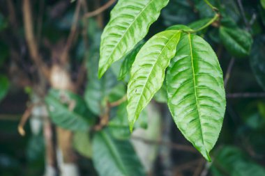 Güneş ışığıyla yeşil kahve çekirdekli bitki. Sabah eko organik çiftlikte taze çiğ kahve ağacı yetişiyor. Yeşil tohumlu Arabika kahve bahçesini kapatın. Taze kahve yeşil yaprak bitkisi.