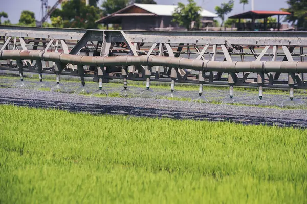 Green farm sprinkler automatic Watering machine Rice Field Green agriculture ecosystem Asian rice paddy field Thailand green farm. Harvest agriculture planting cultivation green rice terraces garden