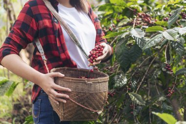 Coffee plant farm woman Hands harvest raw coffee beans. Ripe Red berries plant fresh seed coffee tree growth in green eco farm. Close up hands harvest red seed in basket robusta arabica plant farm.