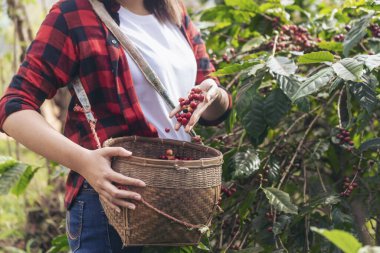 Coffee plant farm woman Hands harvest raw coffee beans. Ripe Red berries plant fresh seed coffee tree growth in green eco farm. Close up hands harvest red seed in basket robusta arabica plant farm.