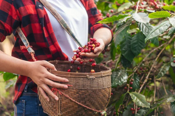 Coffee plant farm woman Hands harvest raw coffee beans. Ripe Red berries plant fresh seed coffee tree growth in green eco farm. Close up hands harvest red seed in basket robusta arabica plant farm.