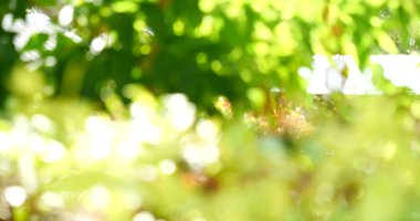 Bulanık arka plan yeşil bahçe doğa parlak güneşli orman. Baharda güneşli açık hava parkı güneş ışığıyla parlayan parlak bir şablon. Bulanık arkaplan pankart kopyalama alanı.