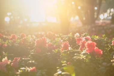 Pink Pastel flower floral soft nature blossom blurred background. Vintage retro romance plum botanical bloom spring season. Blurry Cherry blossom petals plant in beautiful garden. Backdrop template