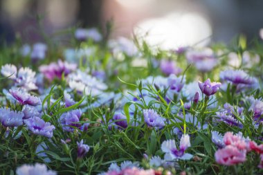 Pink Pastel flower floral soft nature blossom blurred background. Vintage retro romance plum botanical bloom spring season. Blurry Cherry blossom petals plant in beautiful garden. Backdrop template